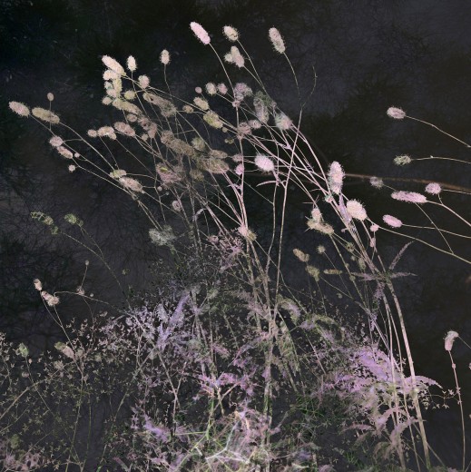 'Plants', fotomontage. Beeld: Suzan van Lieshout